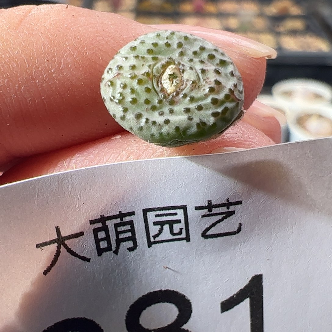 一物一拍。    281