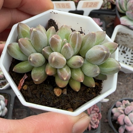 175伊卡鲁斯多肉植物多