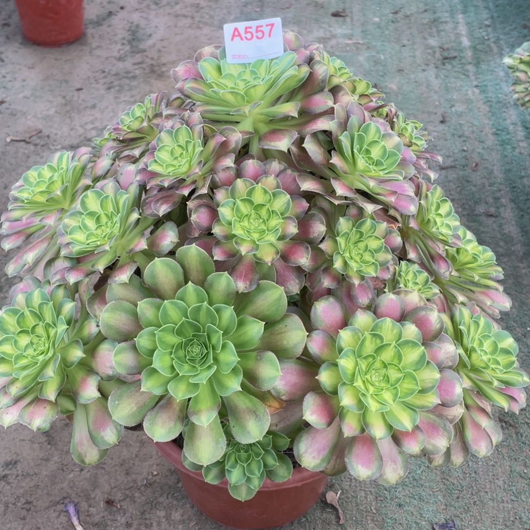 精品多肉法师韶华557