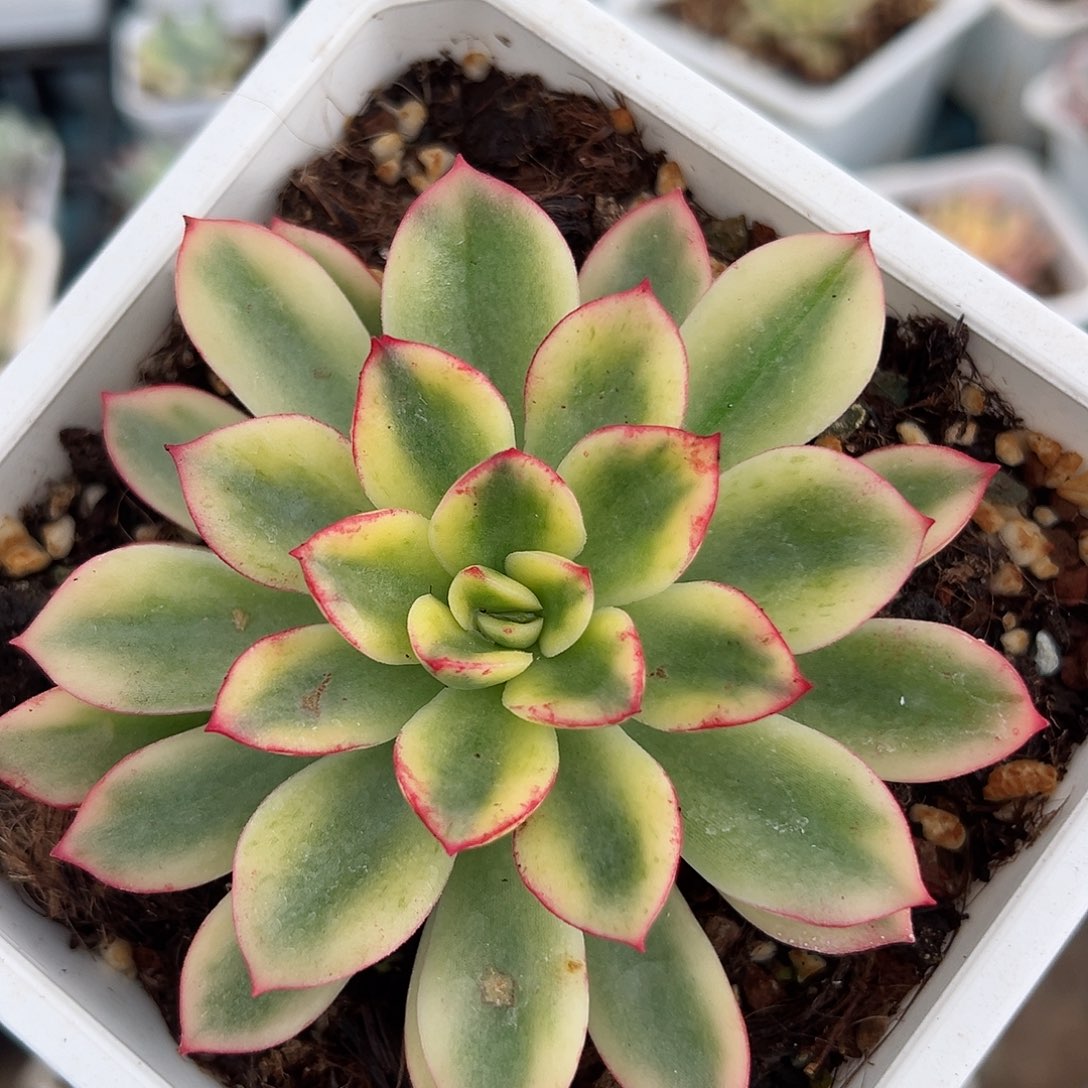 紫梦锦，覆轮锦多肉植物