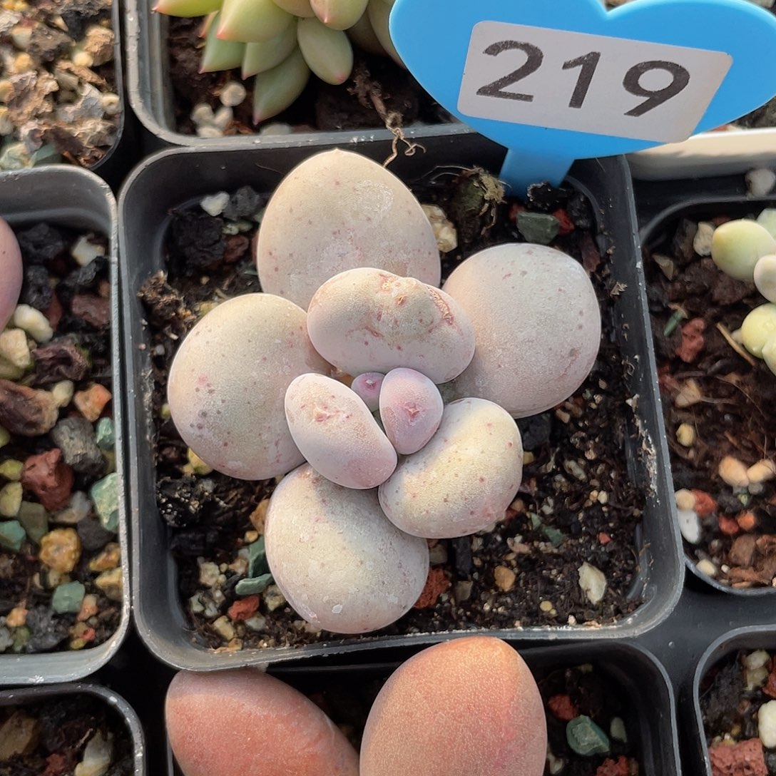 大叶奶 脱土发货 7口盆