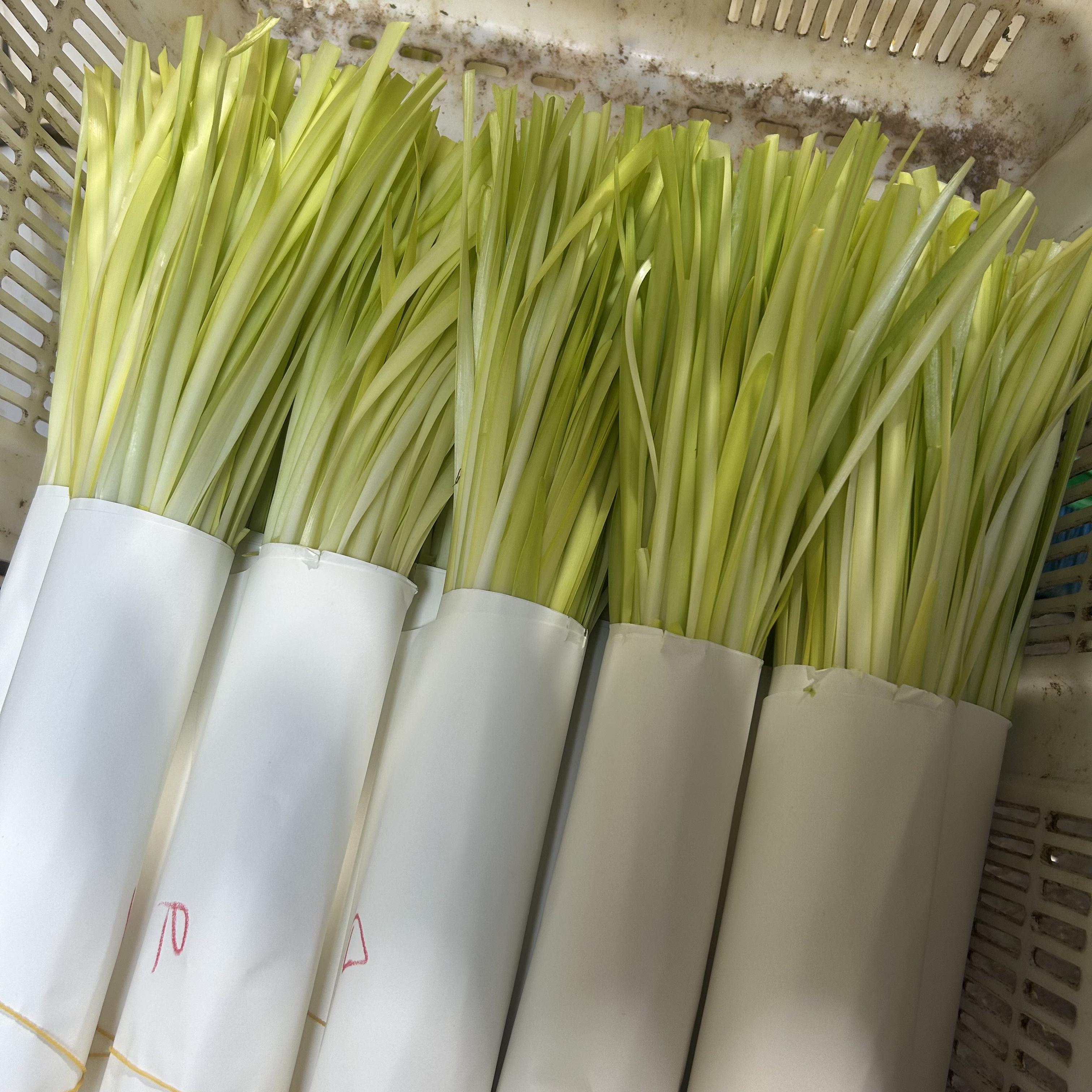 顺丰到家 云南弥勒原产地新鲜宽叶韭黄鲜嫩可口酒店适用食材 