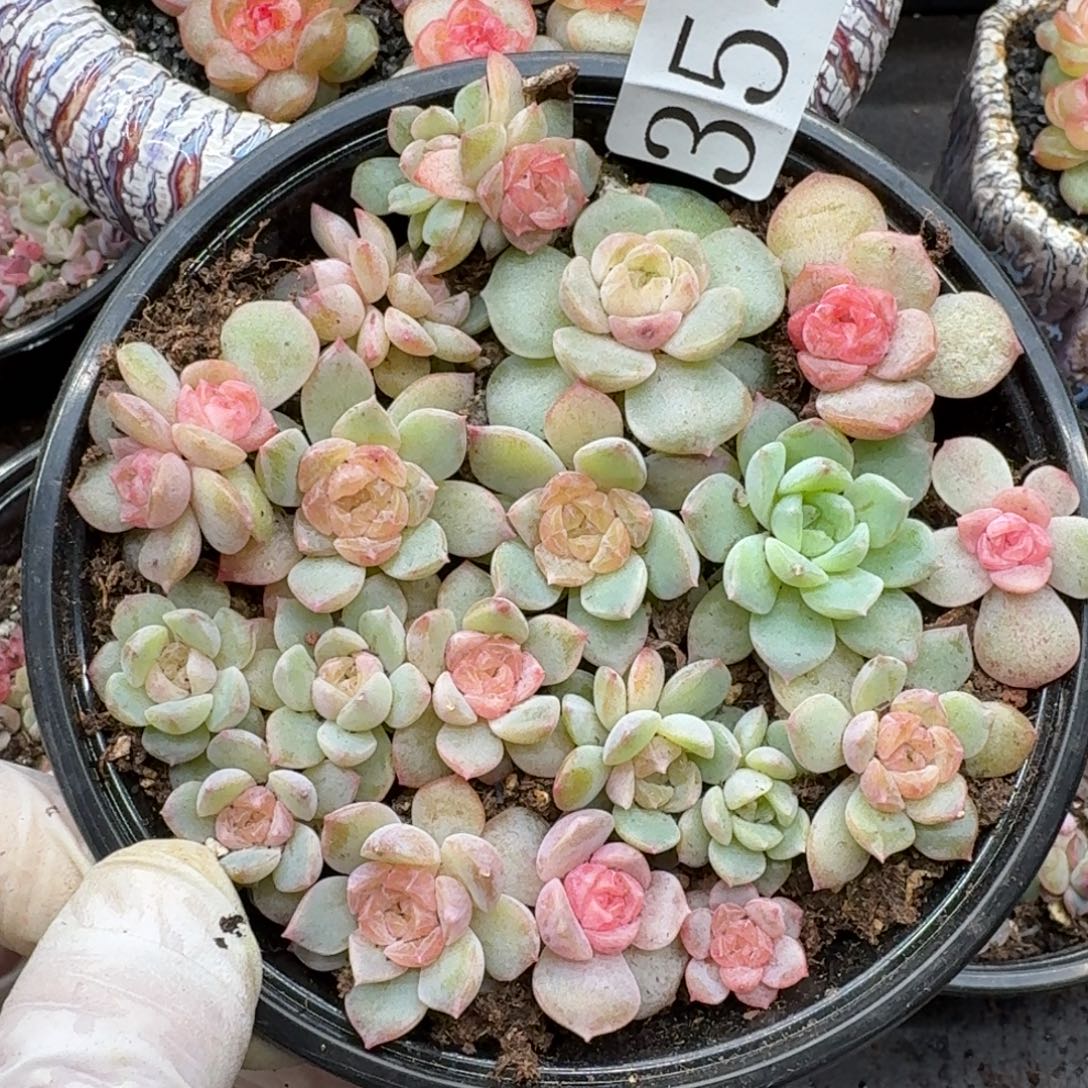 多肉植物多肉植物354