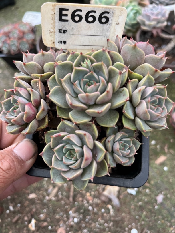 玫瑰夫人多肉一物一拍666