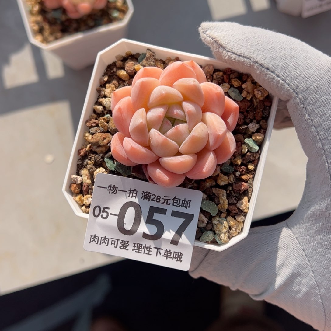 冰糕多肉多肉多肉