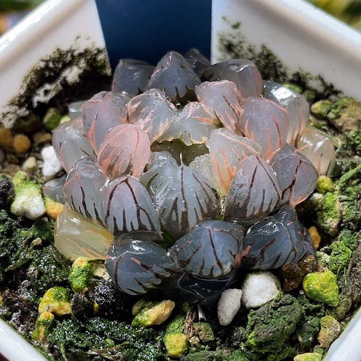 521水中月锦福利一物