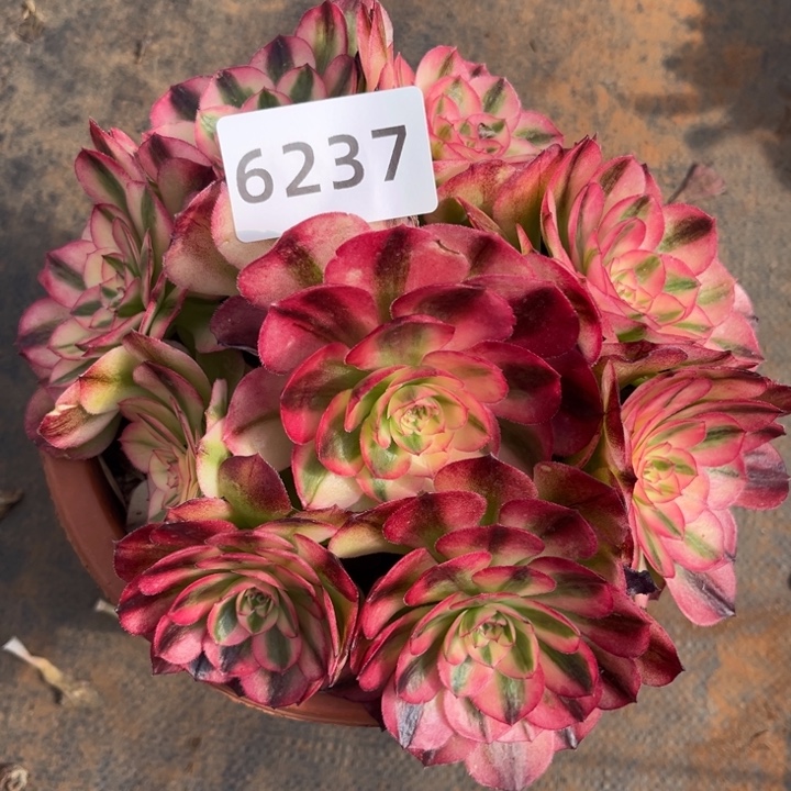 荔枝特价多肉发货