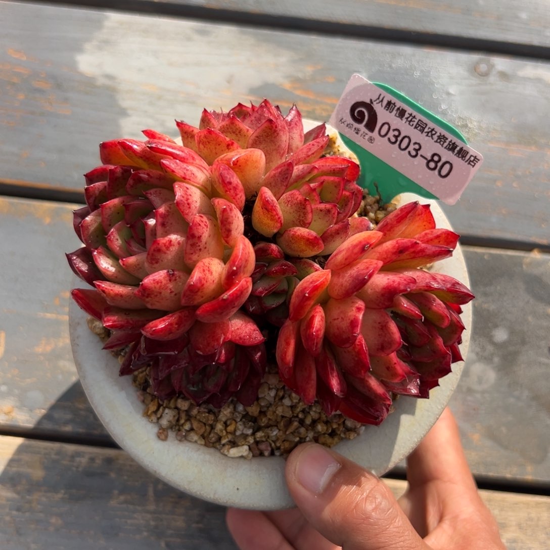 多肉一物一拍0303-80