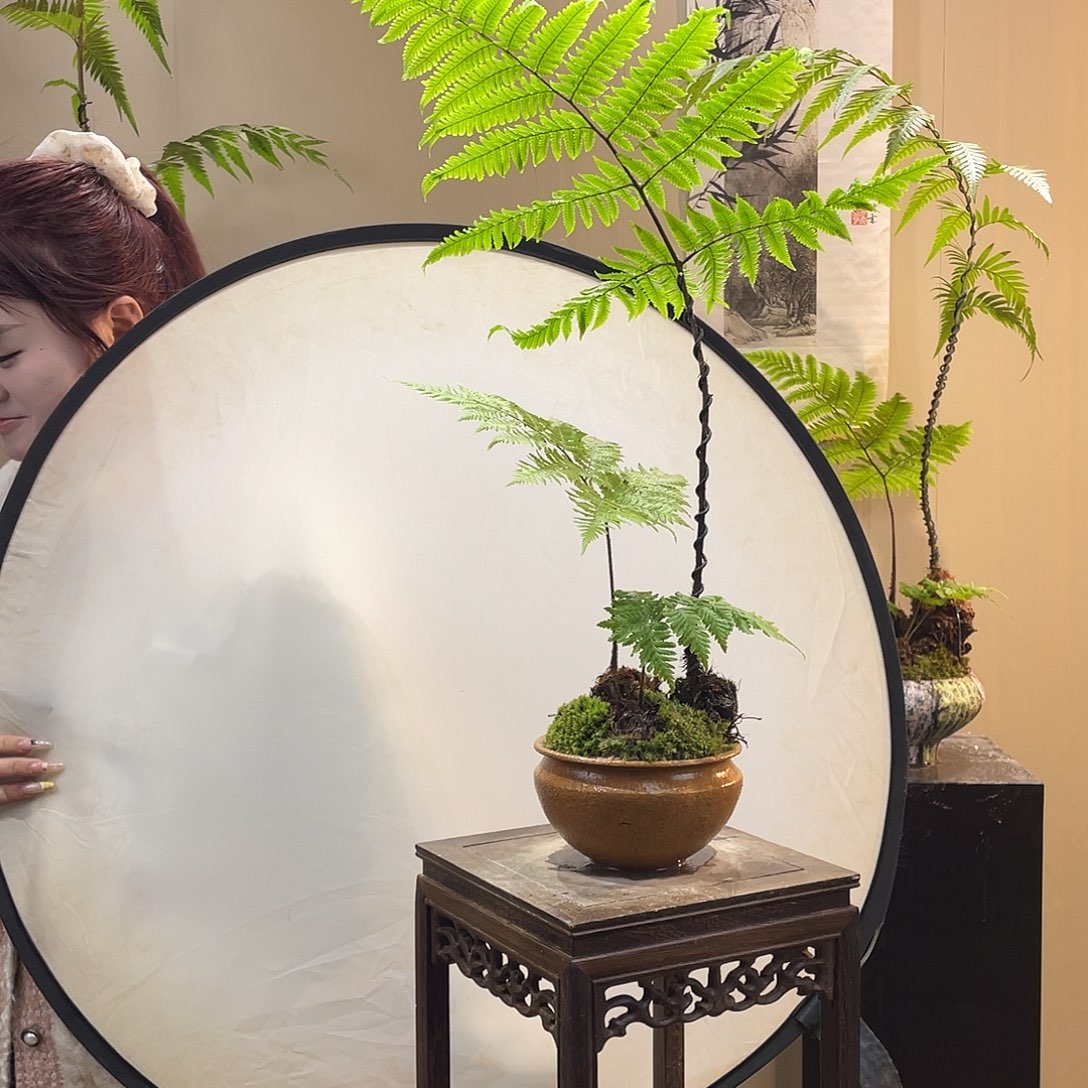 【闪购商品】贾**裔蕨类植物