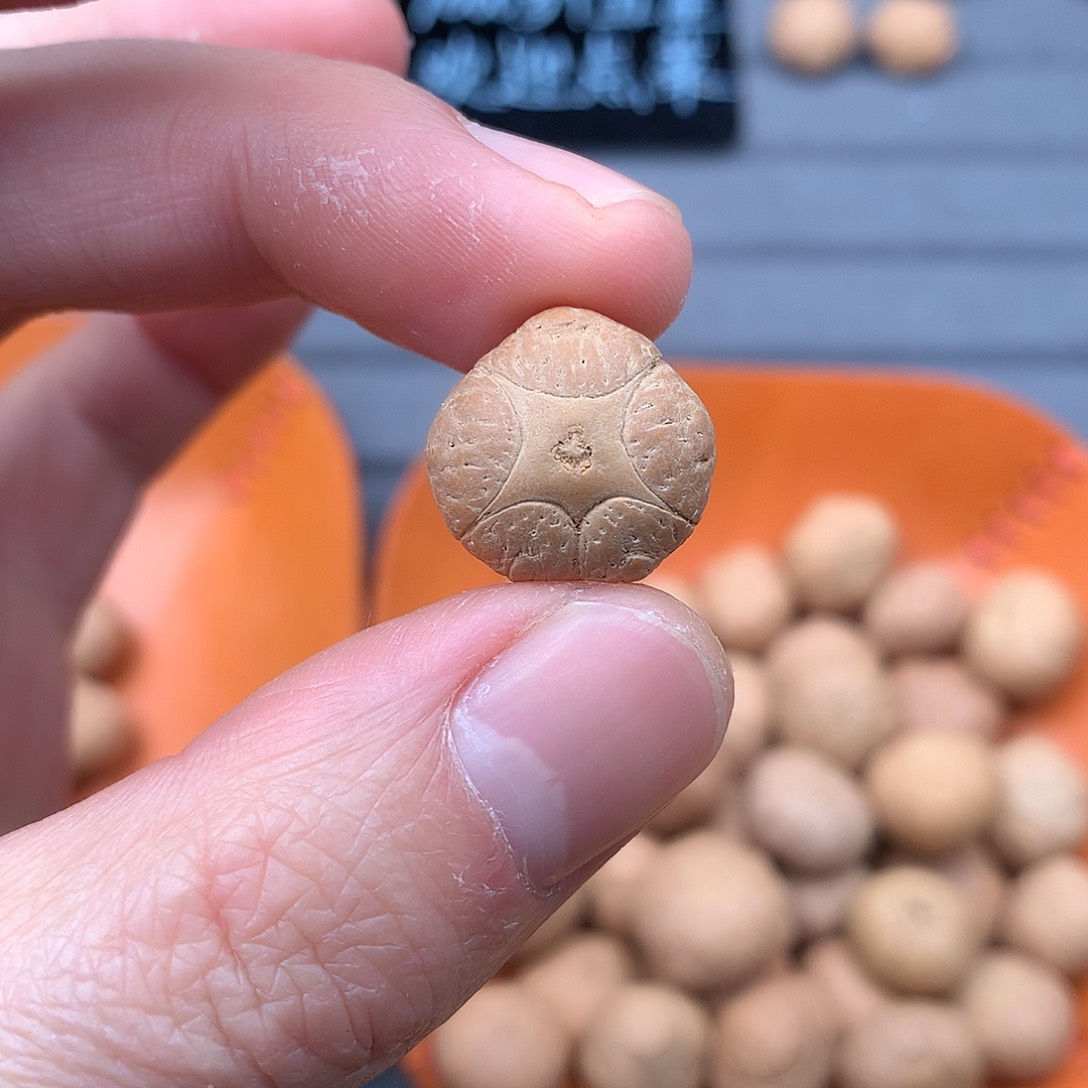 吊坠凤眼菩提17+五星，非质量问题开孔不退