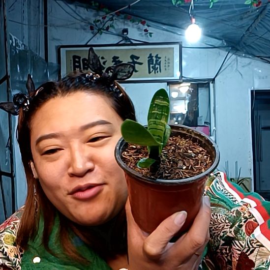 茕***萌萌哥一盆虎斑一颗39