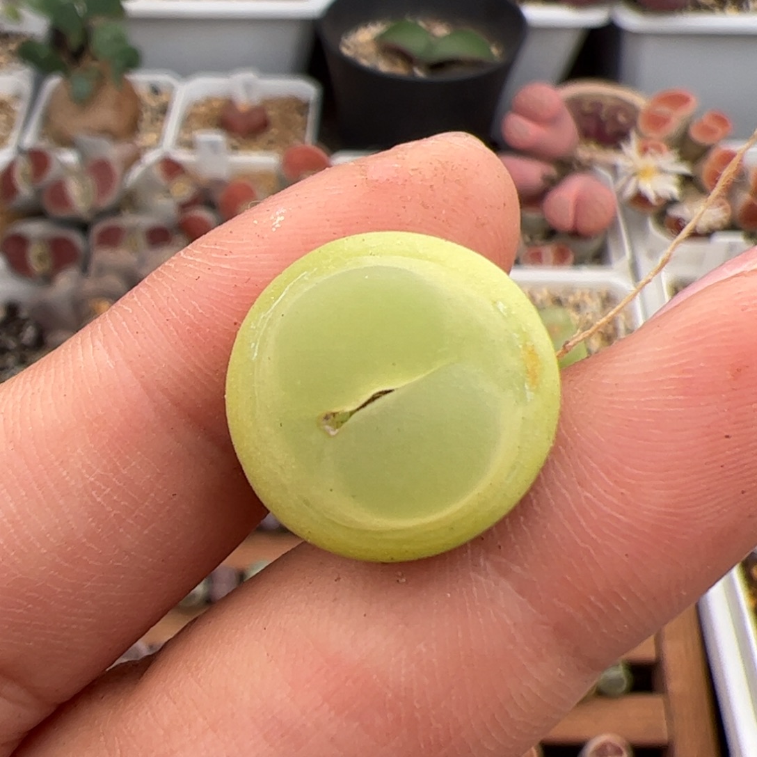 石***派0616号EF534大王拉登 多肉植物