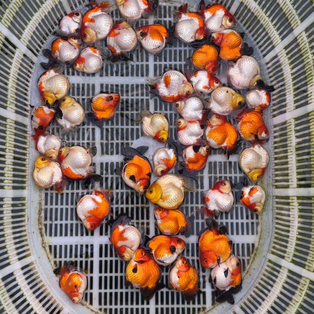 狮头鱼玛丽盲盒3只