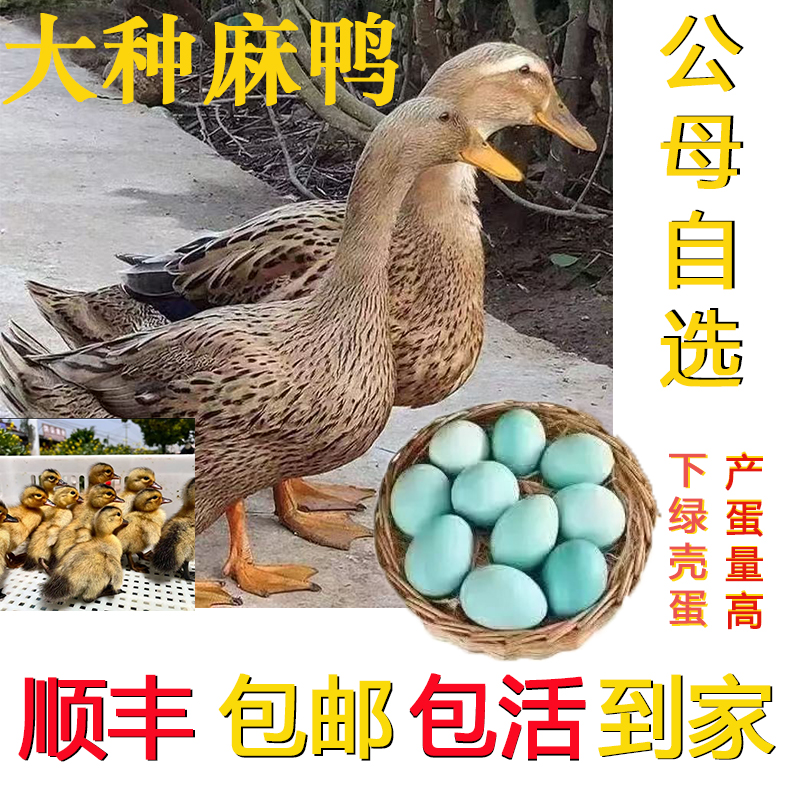 双黄蛋鸭麻鸭大种麻鸭宠物鸭柯尔鸭