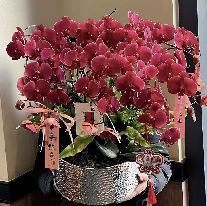 蝴蝶兰苗不带剑五颗一样发一颗【五颗】叶片微瑕蝴蝶兰不带花剑