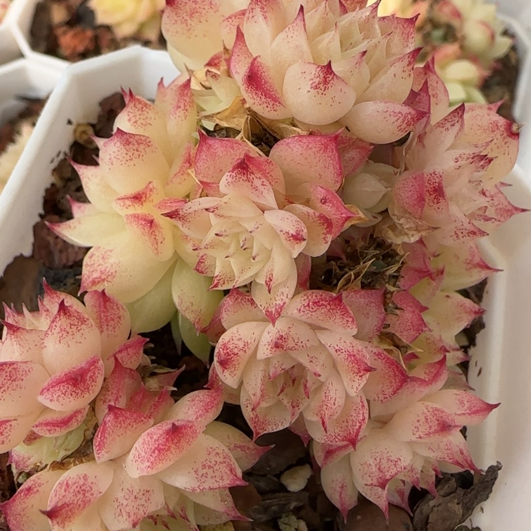 花语逸境0217-165散