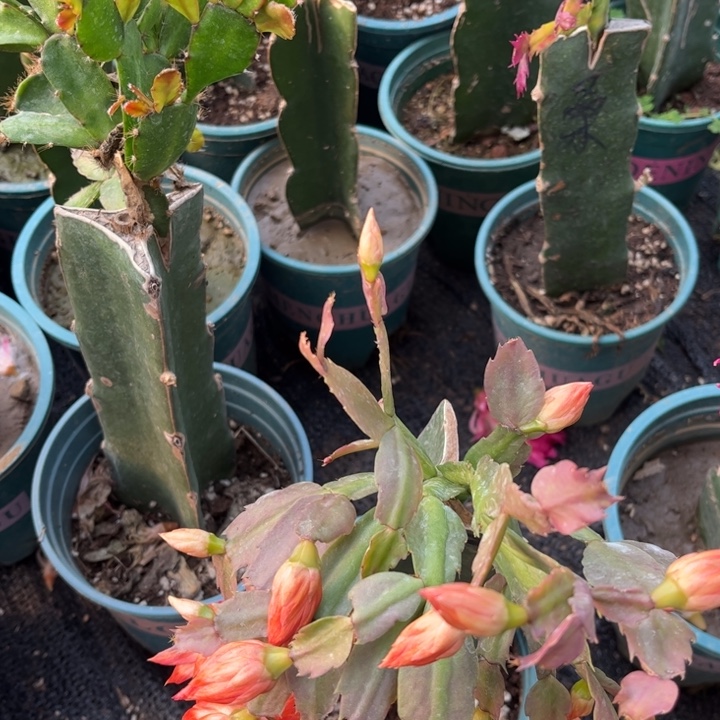 玉***:62号2228红色重瓣，