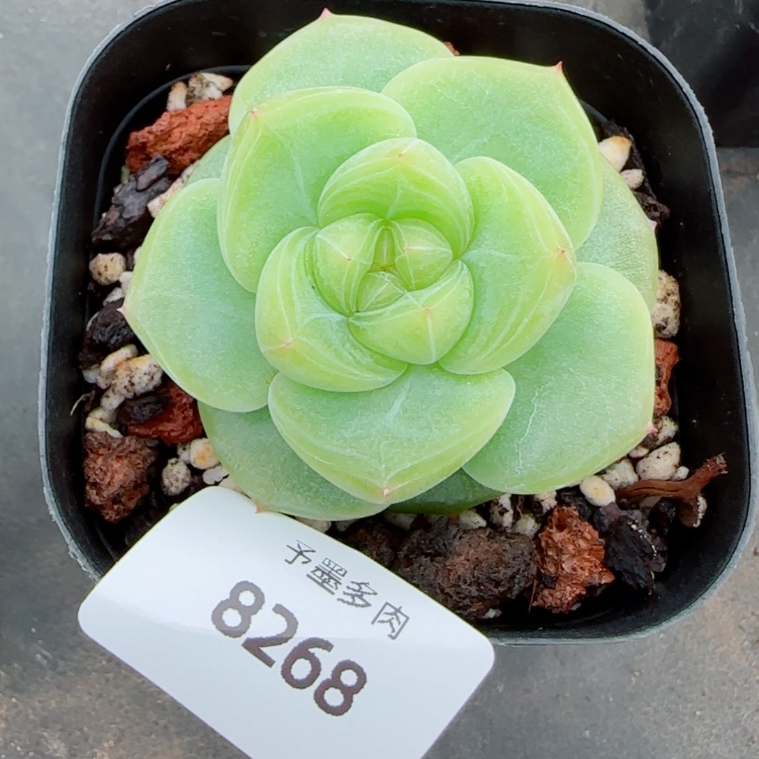 绿澜珍妮，8268多肉植物