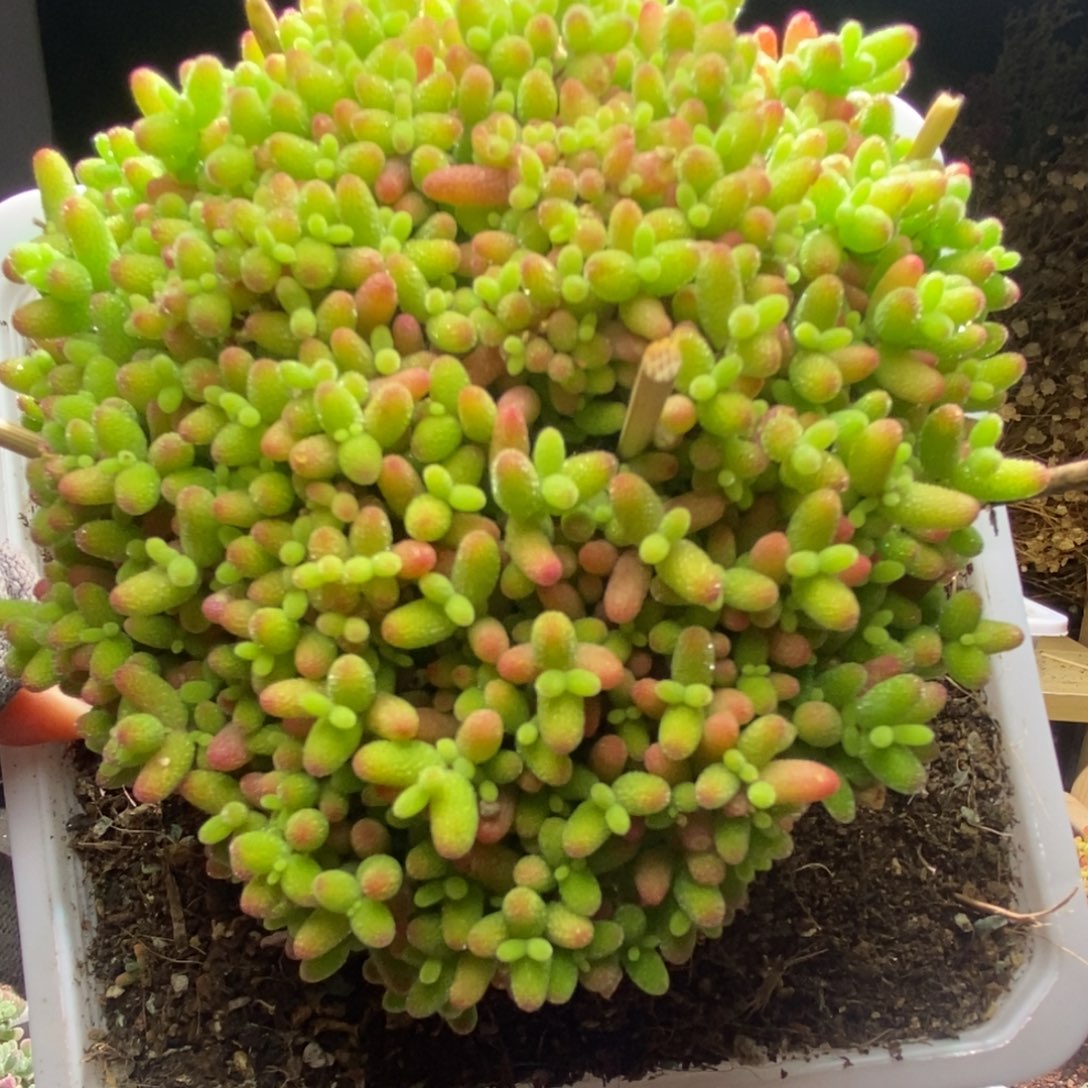 蜜桔糖球枝干番杏A852