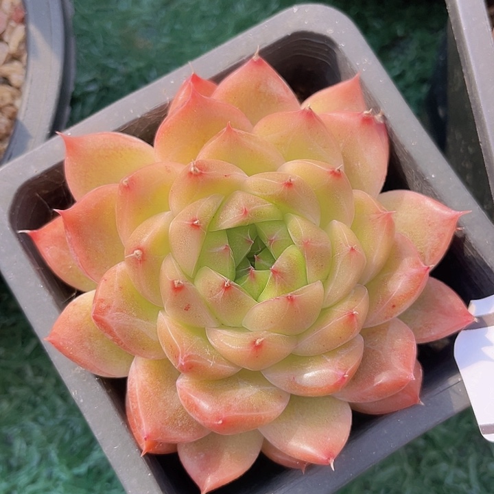 钻石珍妮2750多肉植物