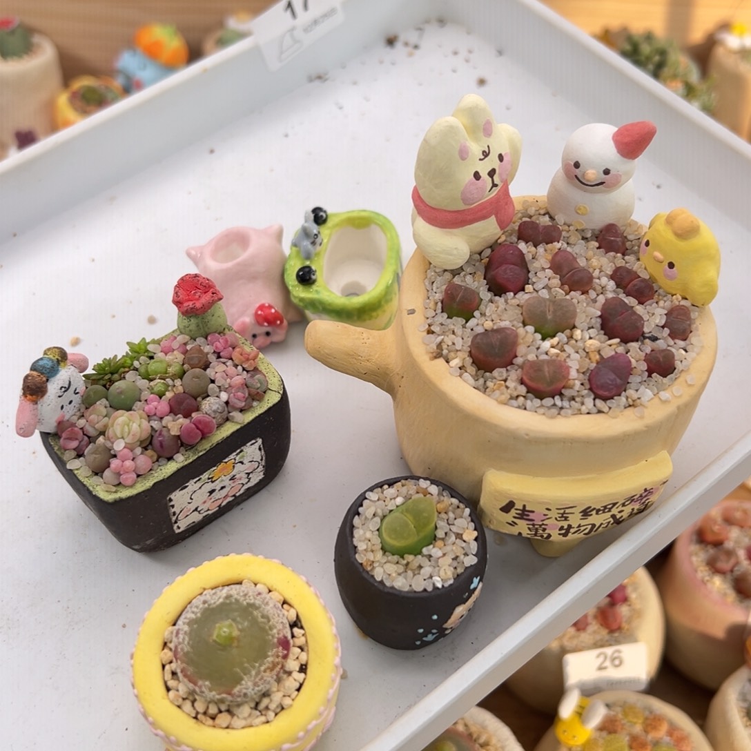 小***宅多肉植物39号一起