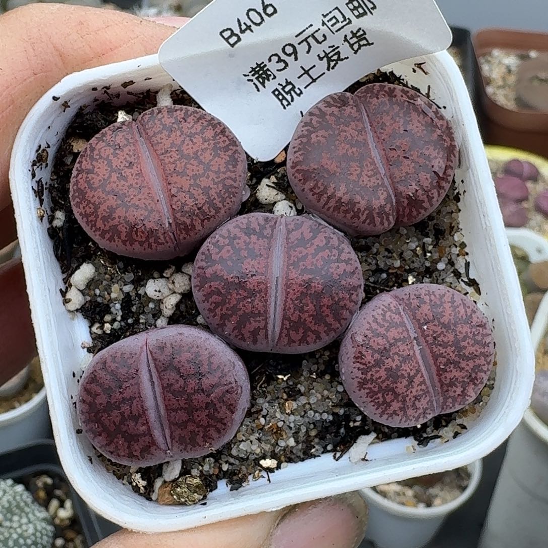 406多肉哈哈哈哈哈哈哈