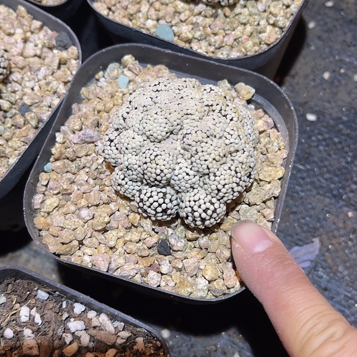 满38包邮2天凑单，脱土晾根发货多肉植物无根的松针牡丹