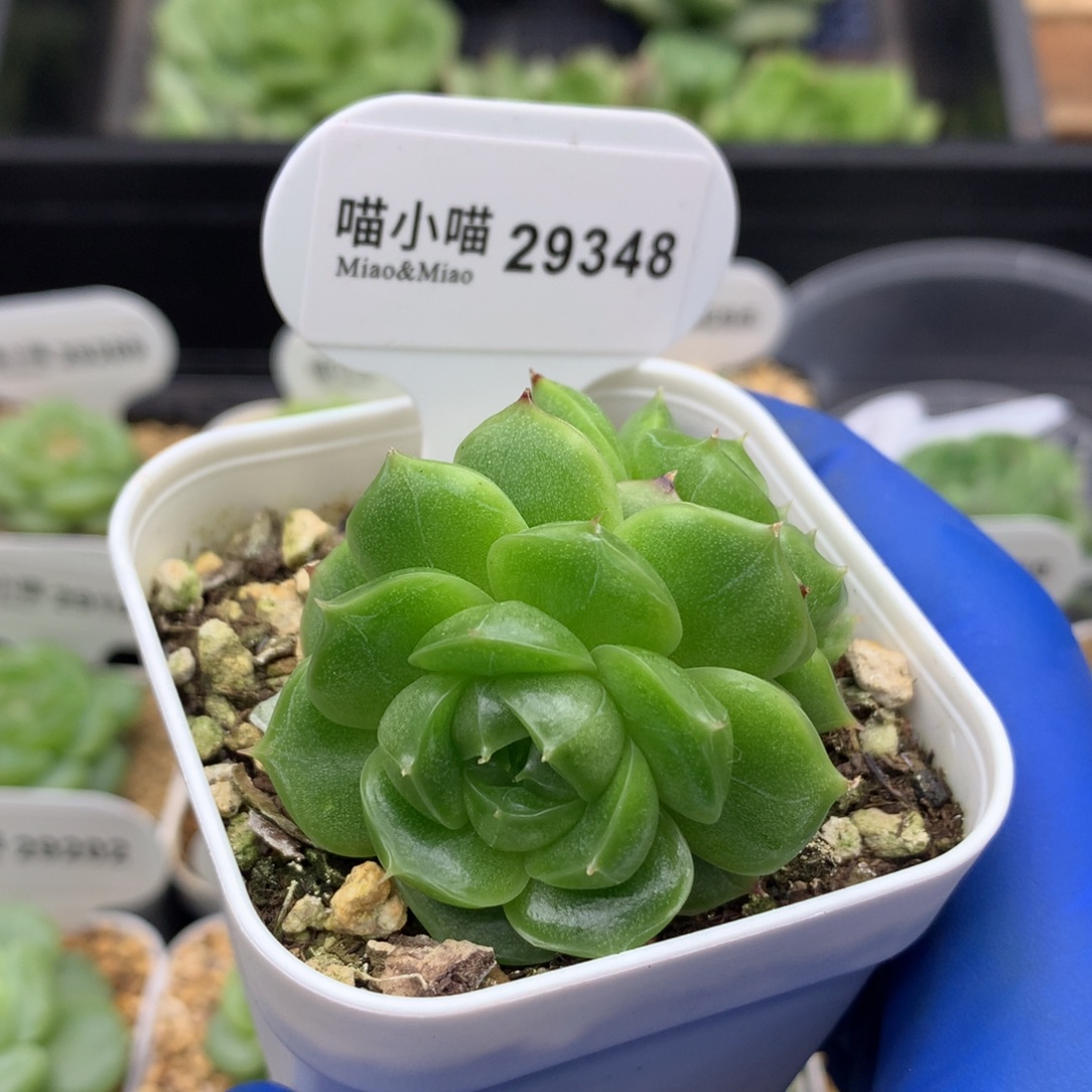 多肉植物杂交珍妮