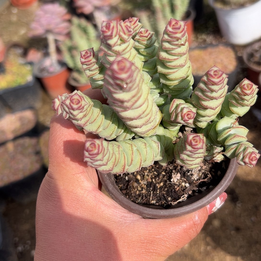 多肉植物多肉植物