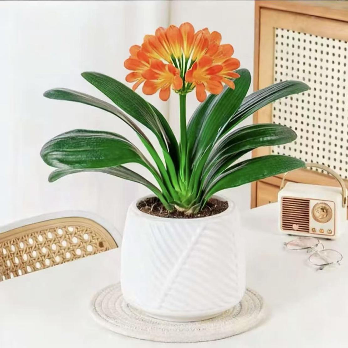 W【新款福利】君子兰8- 12片叶盆栽室内花卉适合客厅办公室摆放