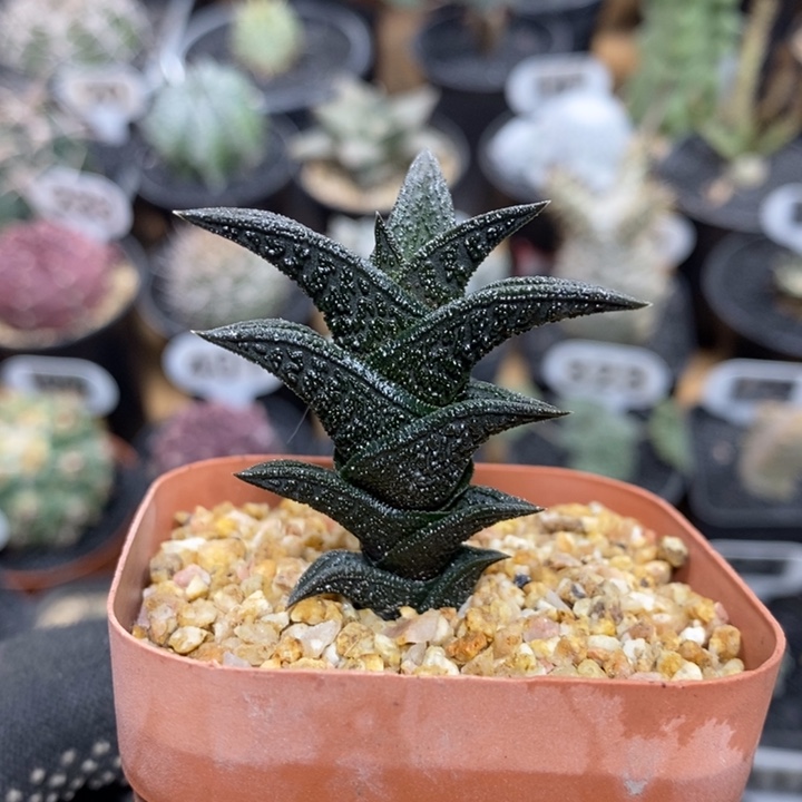 精品硬叶尼古拉78号4cm