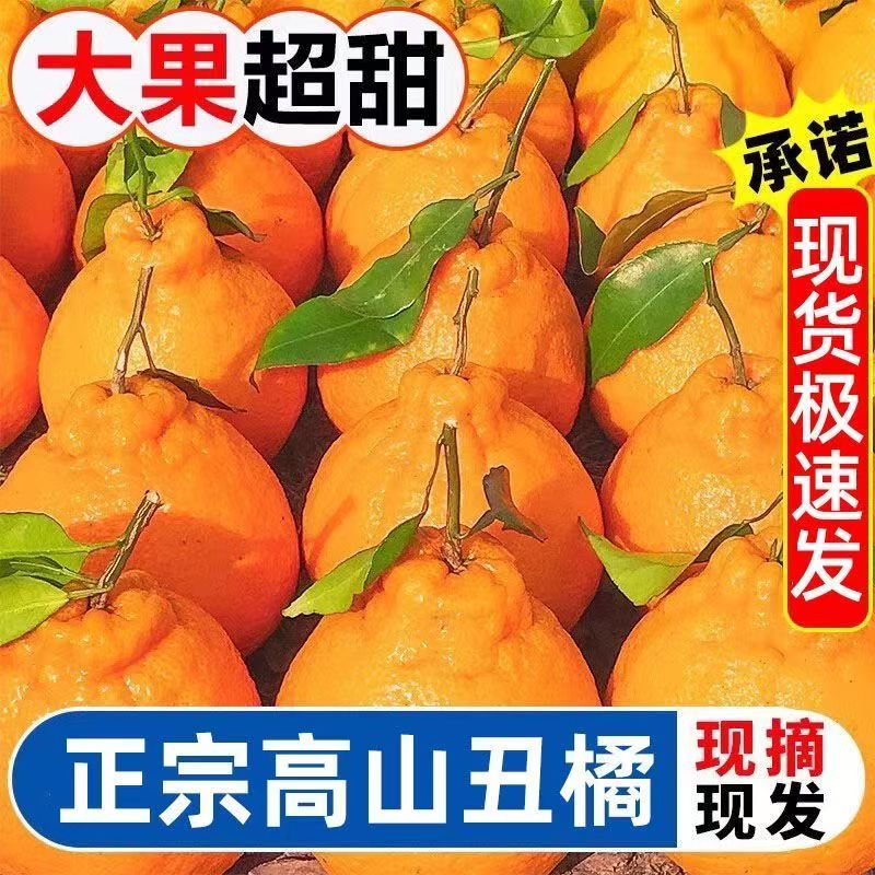 【现摘】正宗i湖北高山丑橘酸甜多汁孕妇新鲜水果X