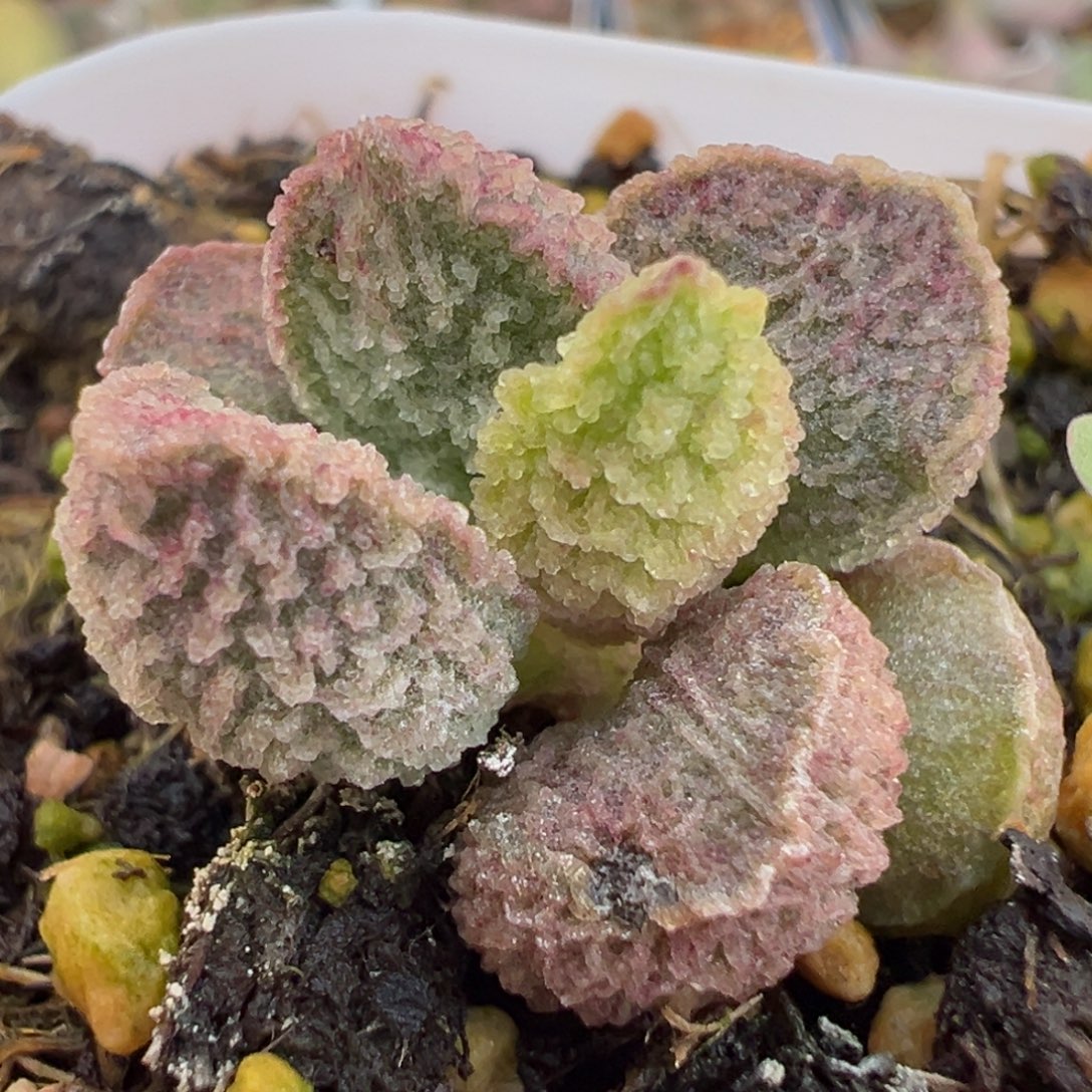 实生新品多肉植物水泡多肉植物