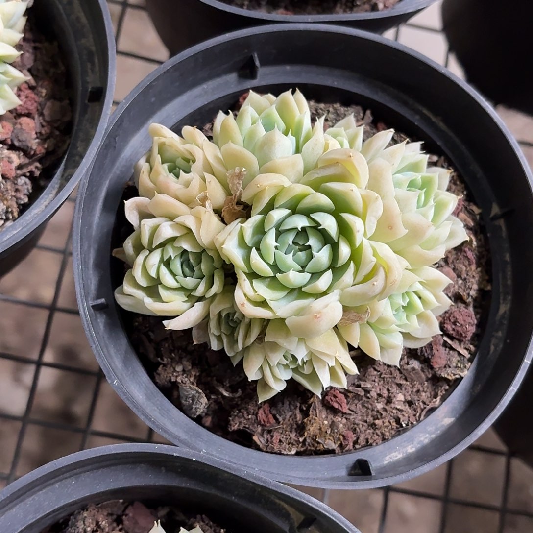 阿尔巴白月影12㎝盆参考