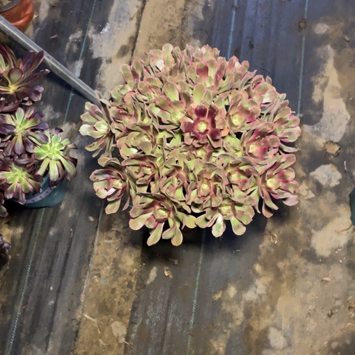 35光辉多肉植物多肉
