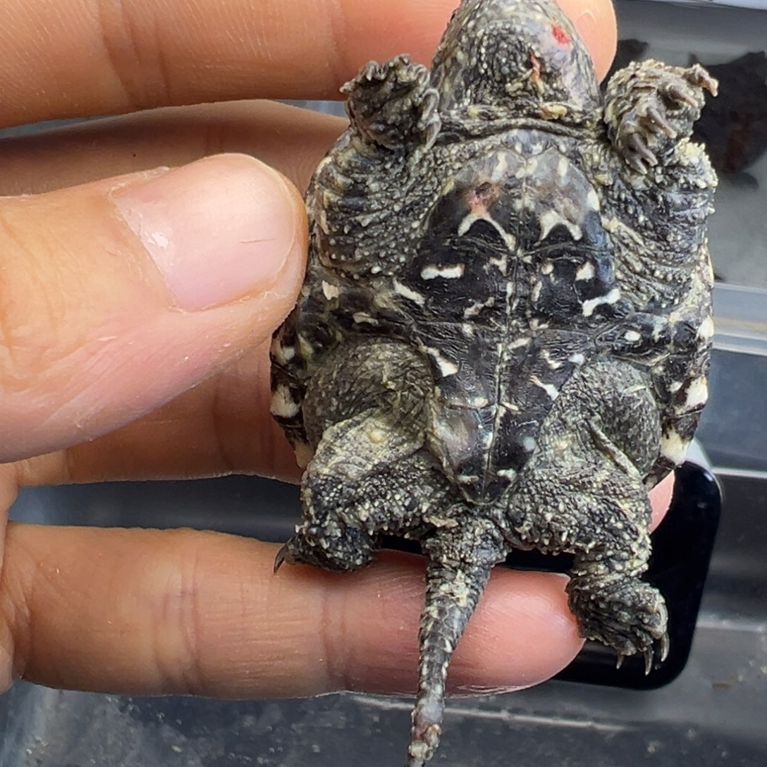 小鳄龟不分公母遐思 不退不换