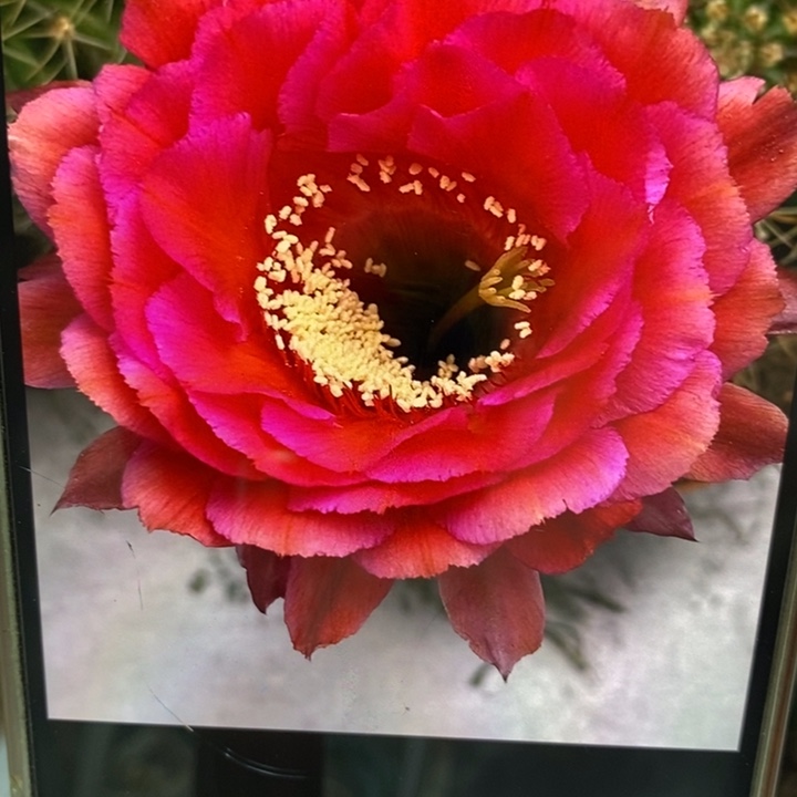 香香81号8公分左右瑕疵