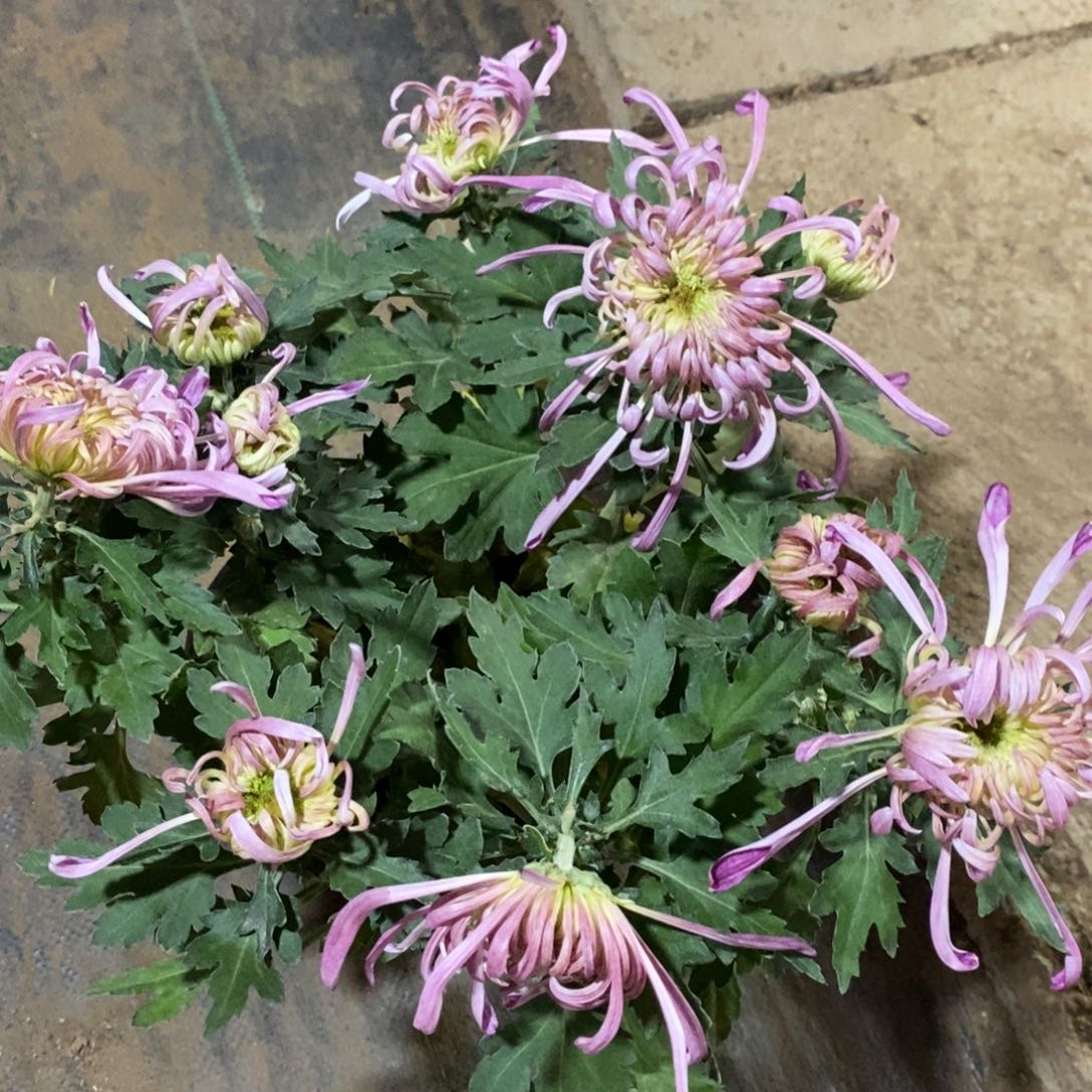 完全开放素秋霜色大花