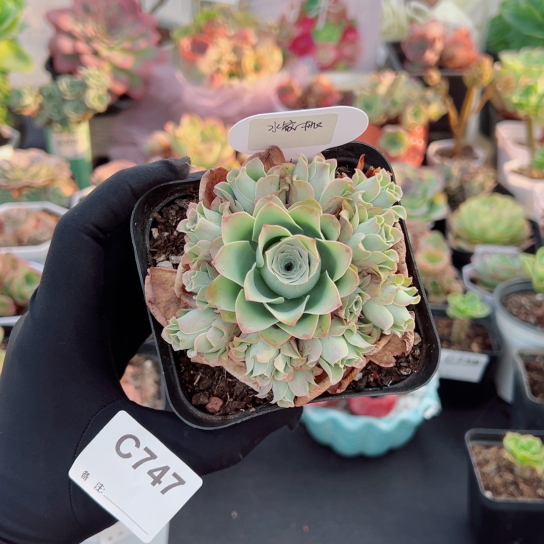 747水蜜桃双层手捧花。  一物一拍