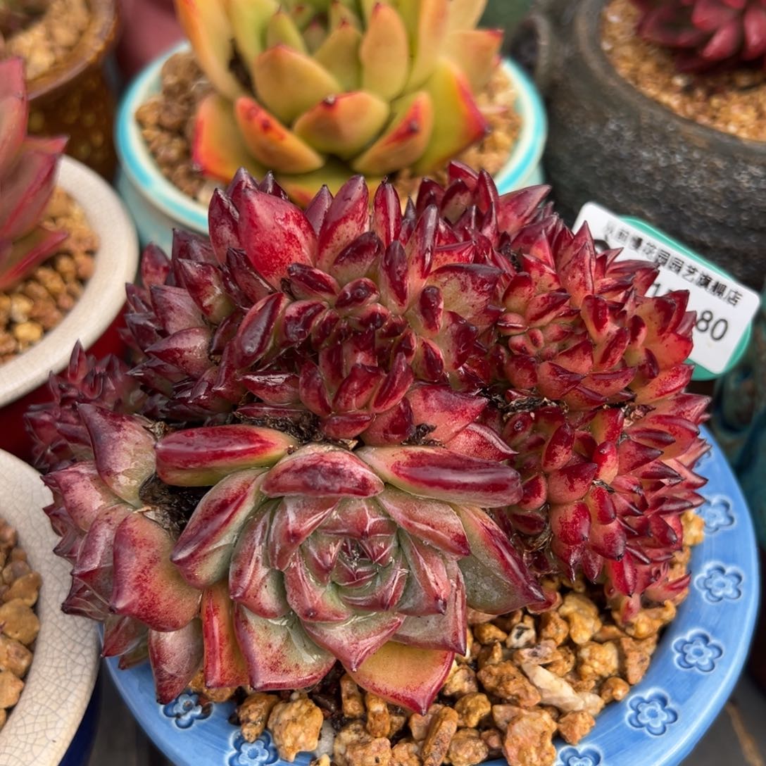 从前慢多肉精选编号0215.80