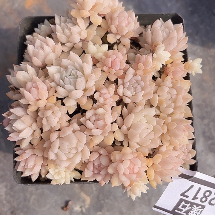 粉蔓锦2817多肉植物