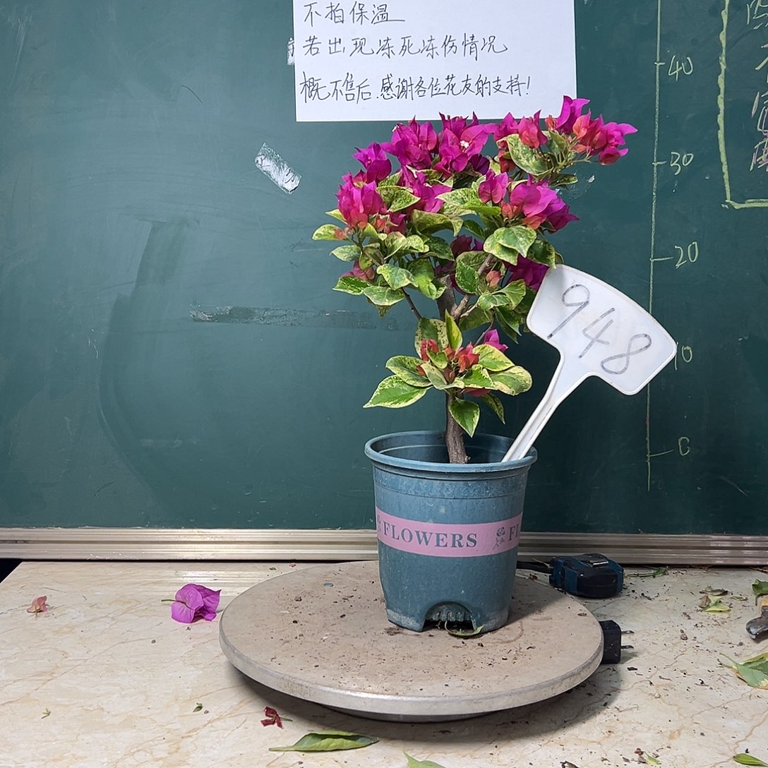 完全开放沙斑艳红948