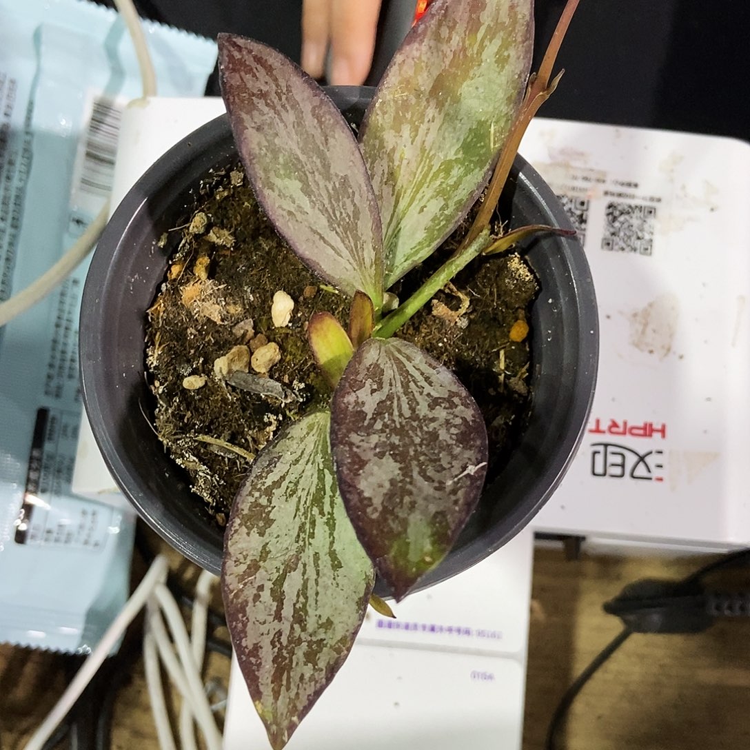 *****完全开放科琳娜球兰280