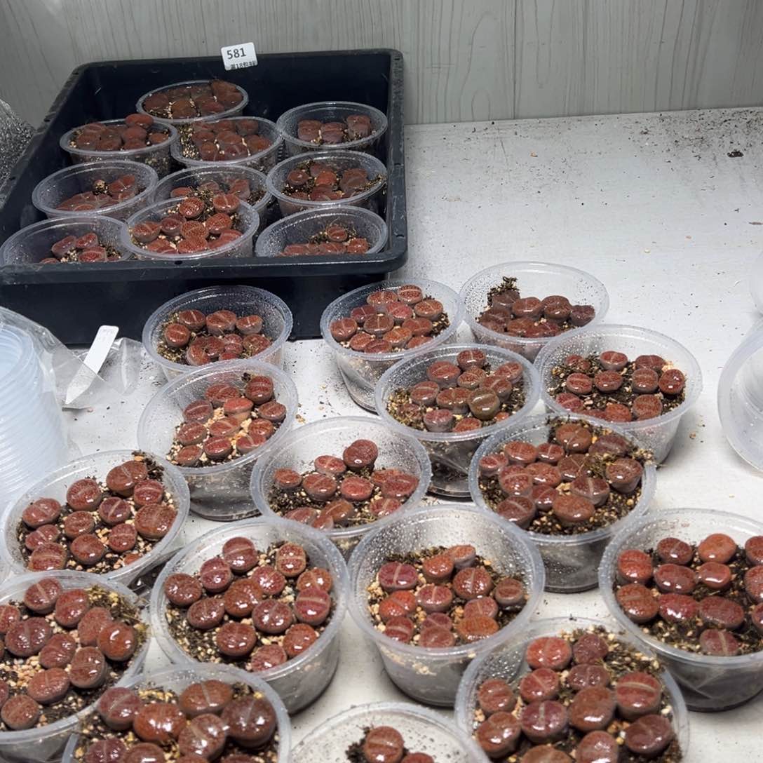 【闪购商品】581。红流水 量拍一盒 