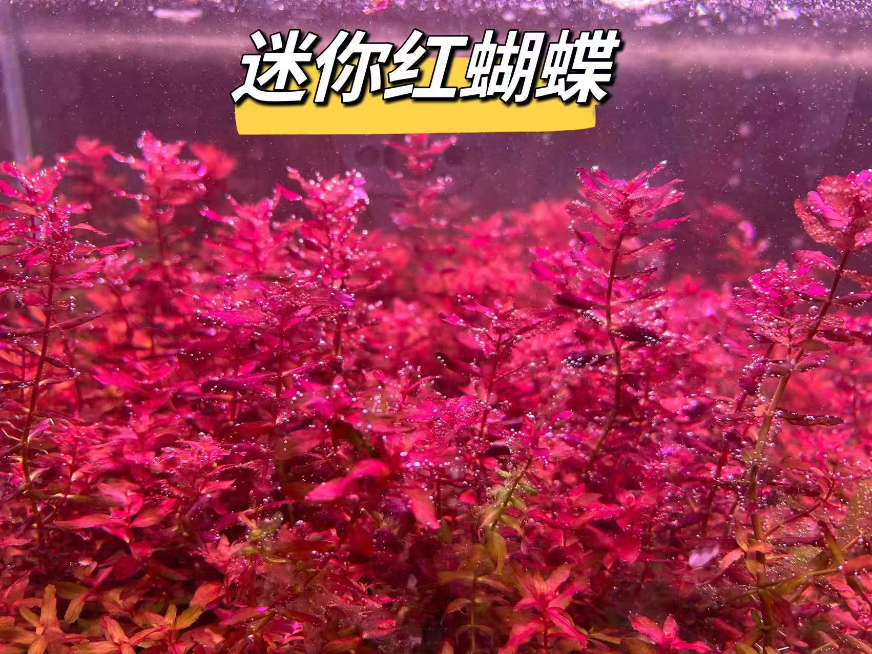 迷你红蝴蝶水草净化水质懒人增氧装饰水养生态造景鱼缸水下叶