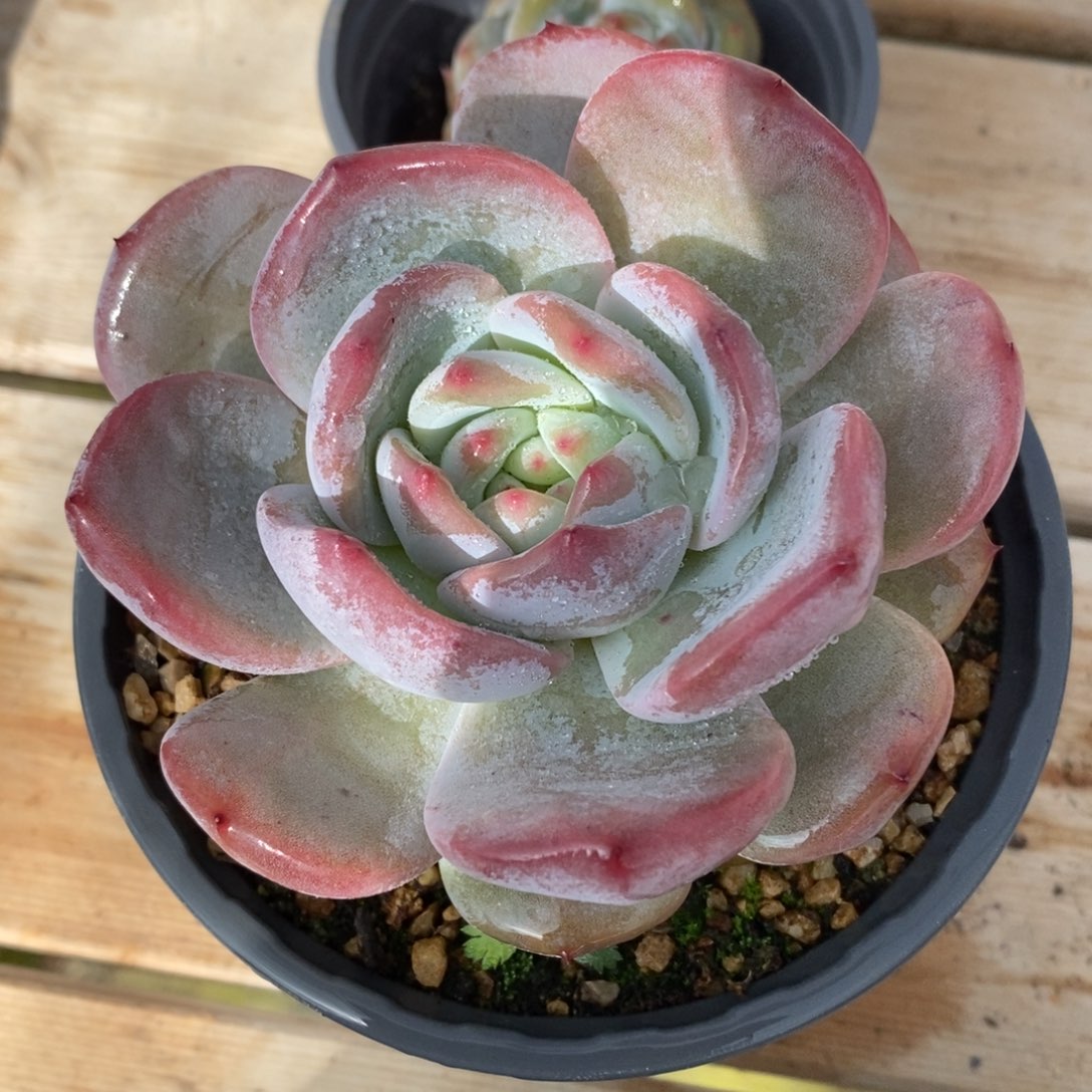 一物一拍多肉植物-圆梦