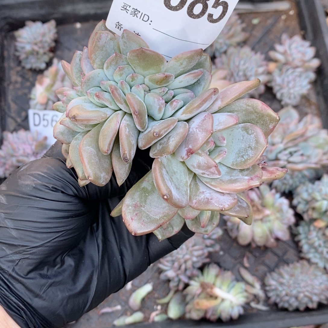 陈***莉585 石榴籽缀哇哇哇