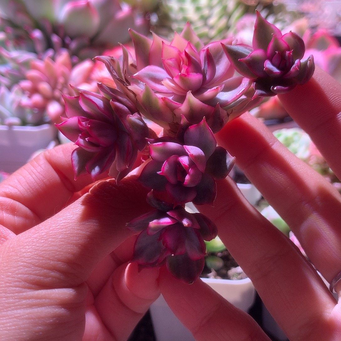 红莲覆轮锦群生有根