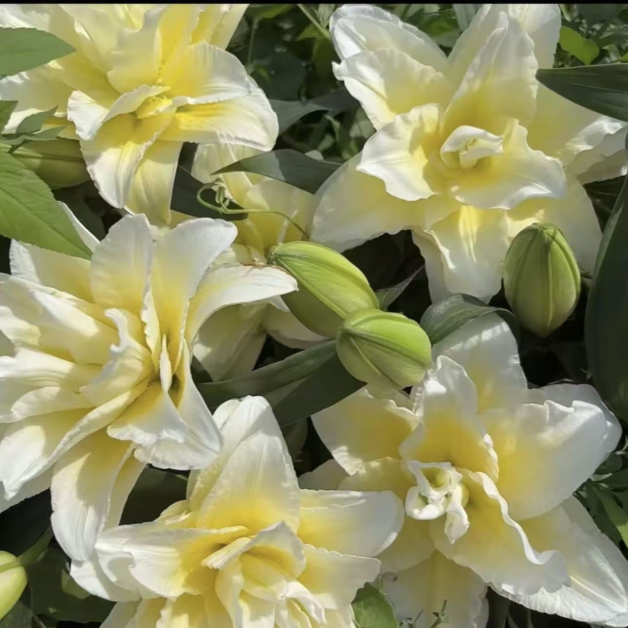 路德维娜 25cm香水秋百合进口种球带芽重瓣耐寒耐热庭院阳台种植