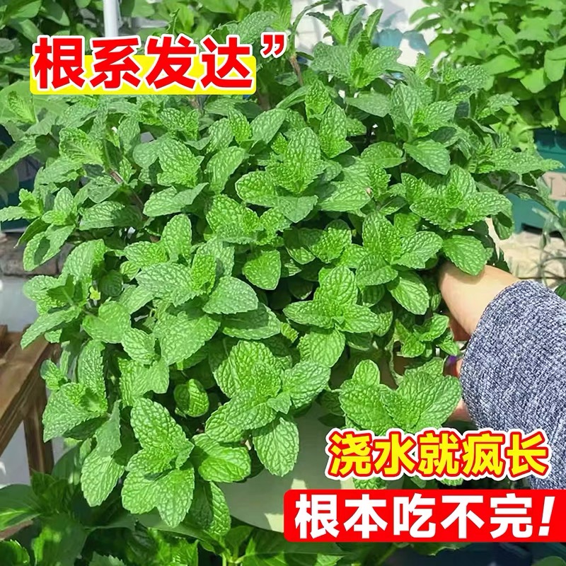 薄荷迷迭香盆栽可食用 室内阳台驱蚊净化空气室外庭院多年生植物